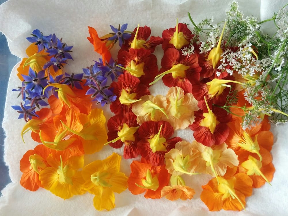 Edible Flower Garnish Fresh Nasturtium, Borage, Sweet Cicely