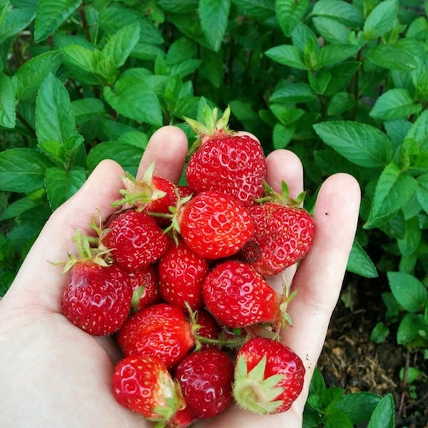Hand Picked Garden Strawberries