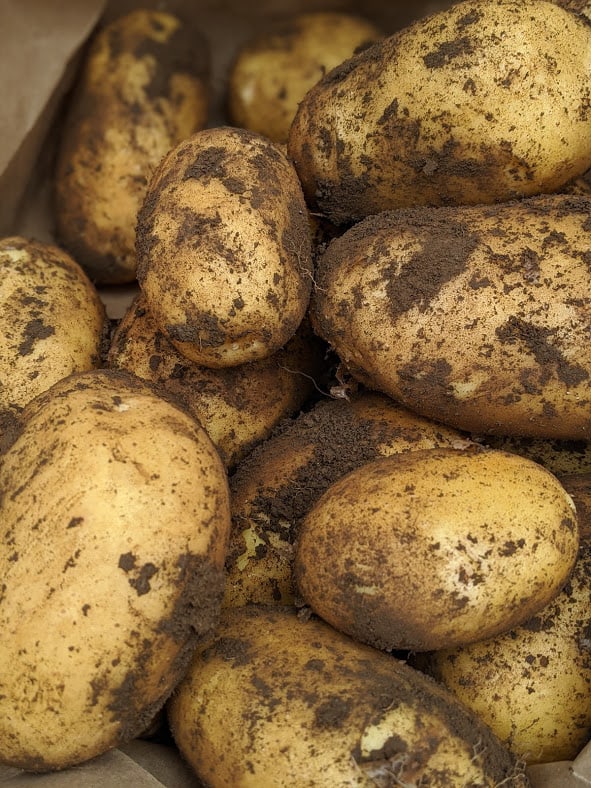 Freshly Dug Potatoes From the Chef's Garden