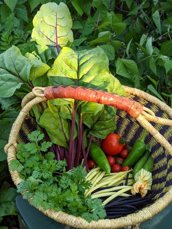 Basket with Vegetables in the Garden