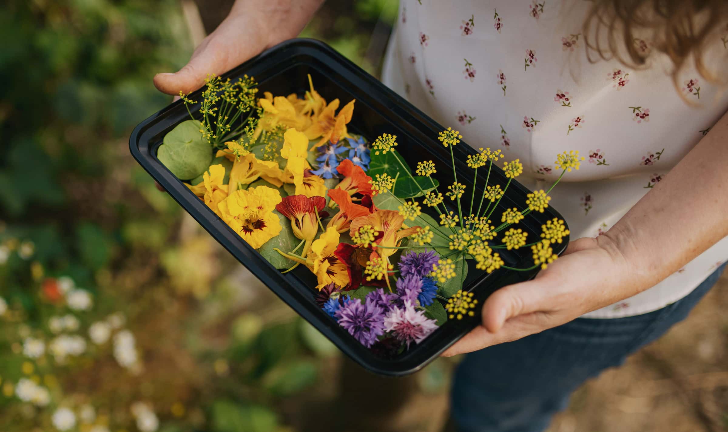 Chef holding container of multiple edible flowers fresh from the garden.