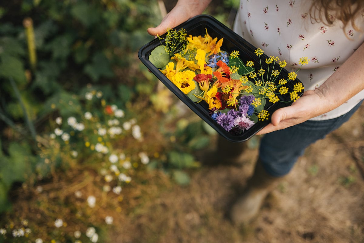 Chef holding container of multiple edible flowers fresh from the garden.